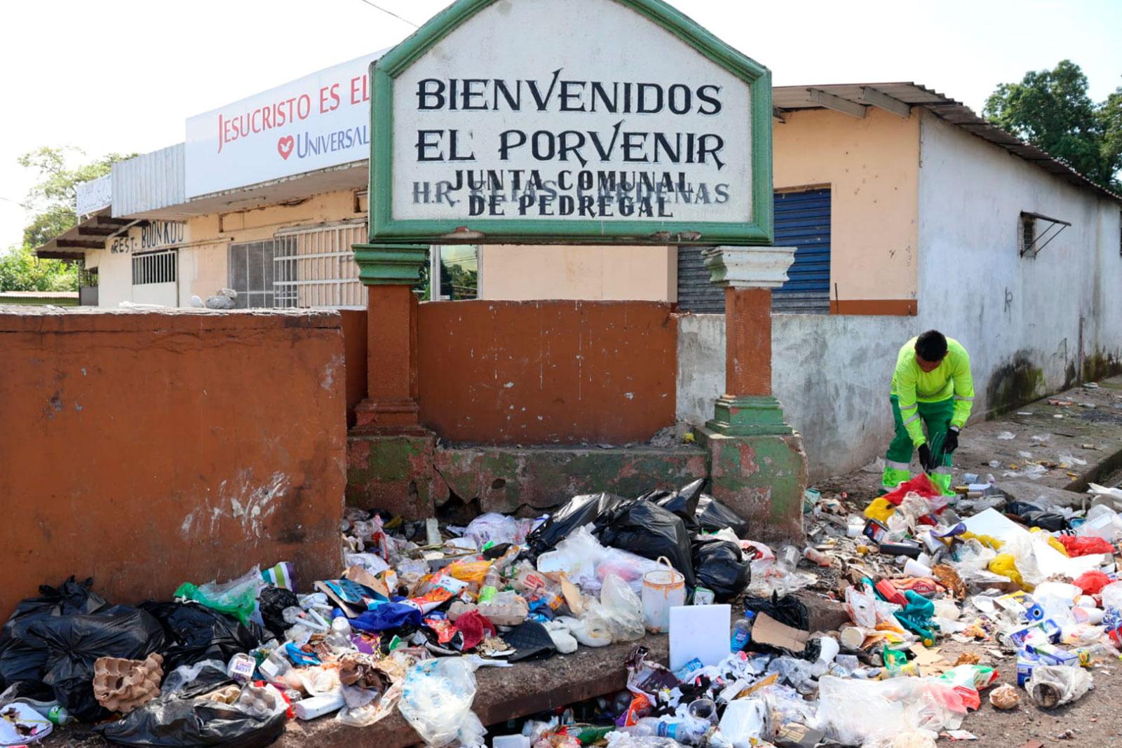  Recolección en sector El Porvenir, corregimiento de Pedregal